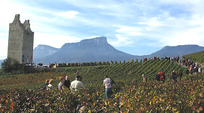 vignes chignin