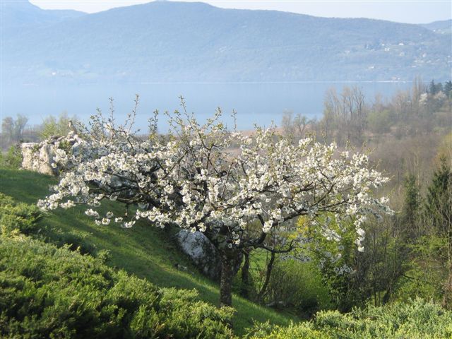 le  Lac du Bourget au printemps